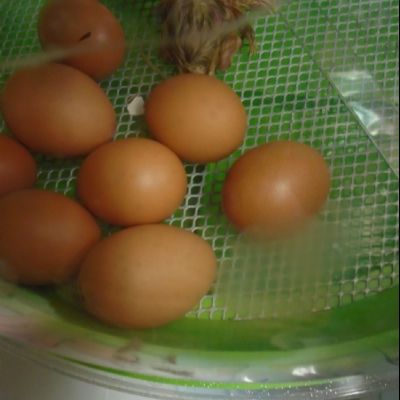 new chicks